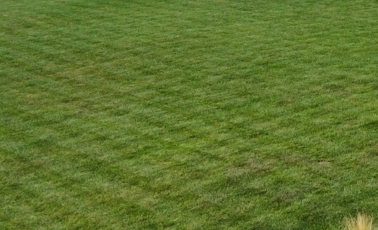 Trávník