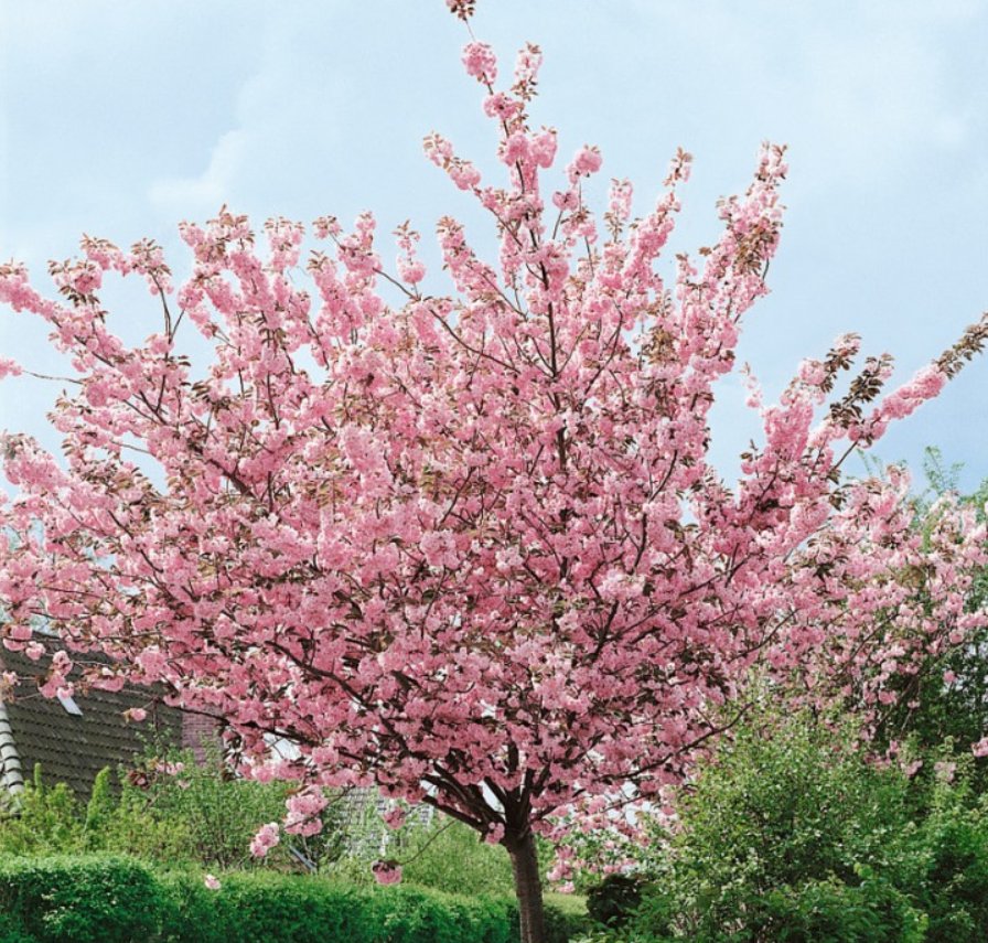 Prunus serrulata 'Kanzan' (Sakura)