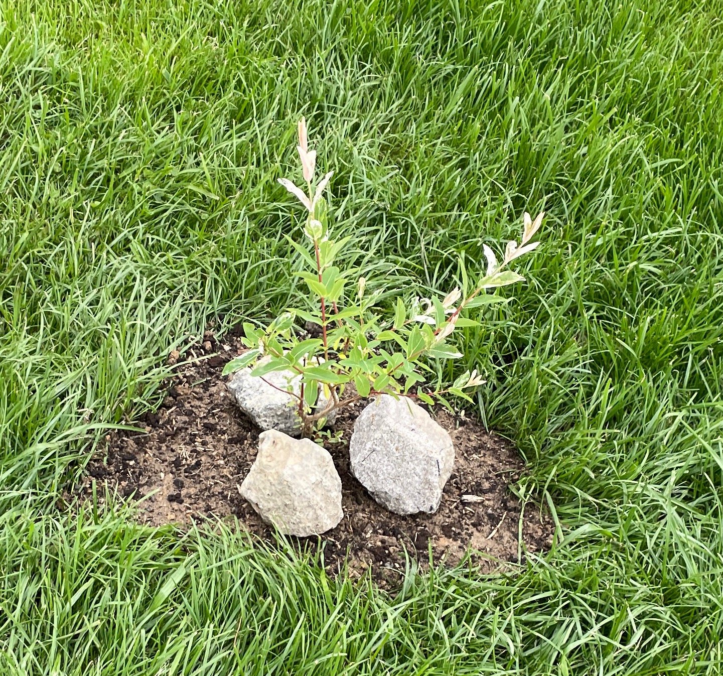 Salix Integra ‘HAKURO NISHIKI’