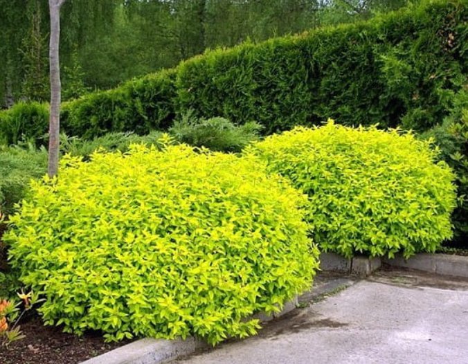 Spirea Japonica ‘Golden princess’ (Tavolník)