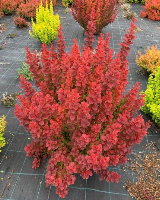 Berberis thunbergii neon (Dřišťál červený)