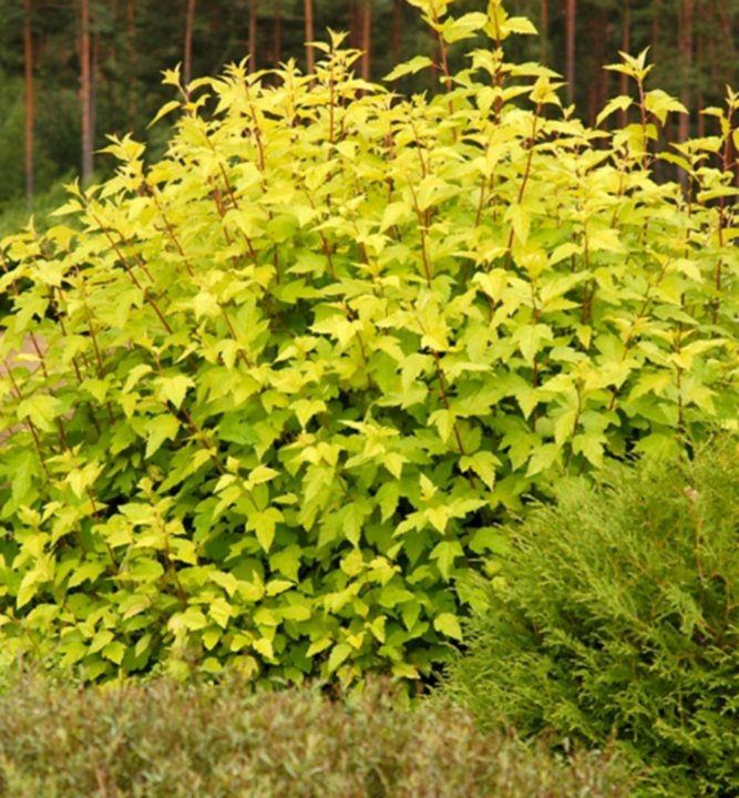 Physocarpus dart's gold