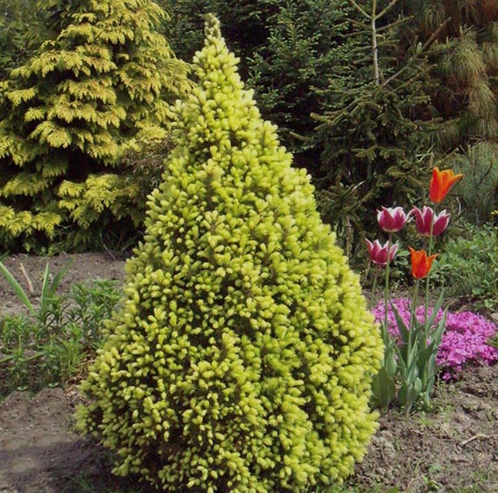 Picea Glauca ‘Maigold’ (Smrk sivý)