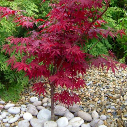 Acer palmatum ‘Peve Dave’ (Japanesse Maple)