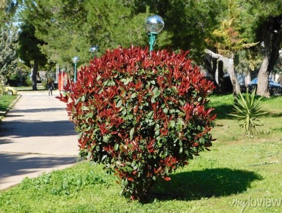 Photinia Fraseri Red robin (blýskavka)