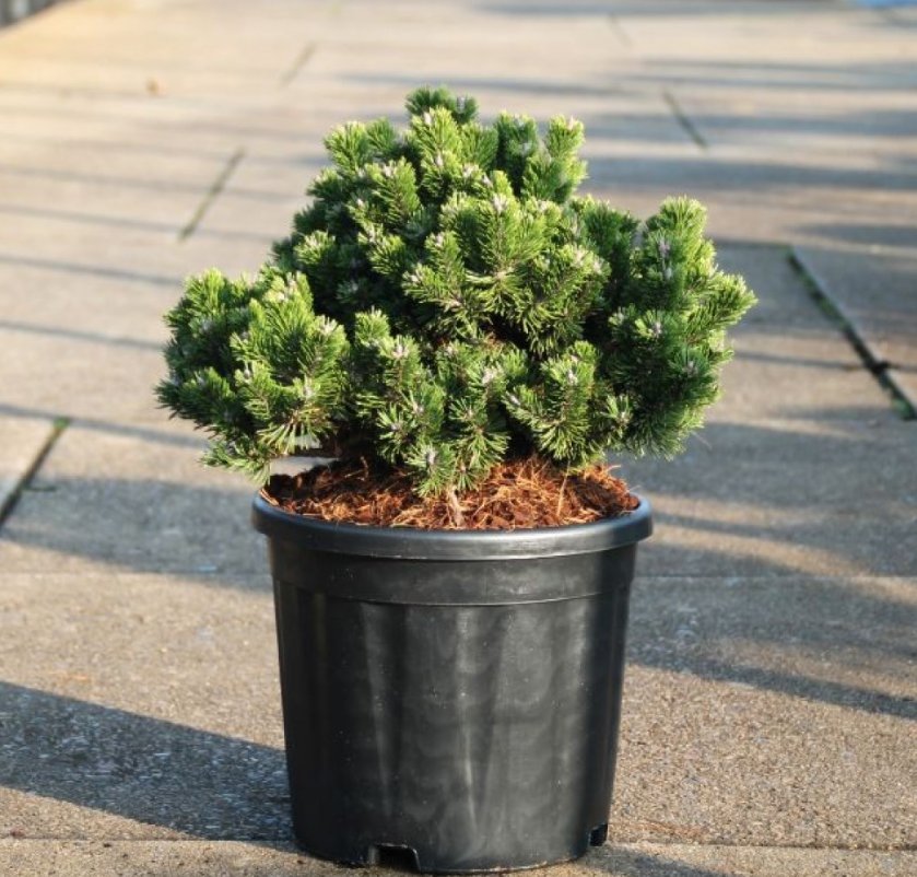 Pinus Mugo ‘Sherwood Compact’ (Borovice kleč)