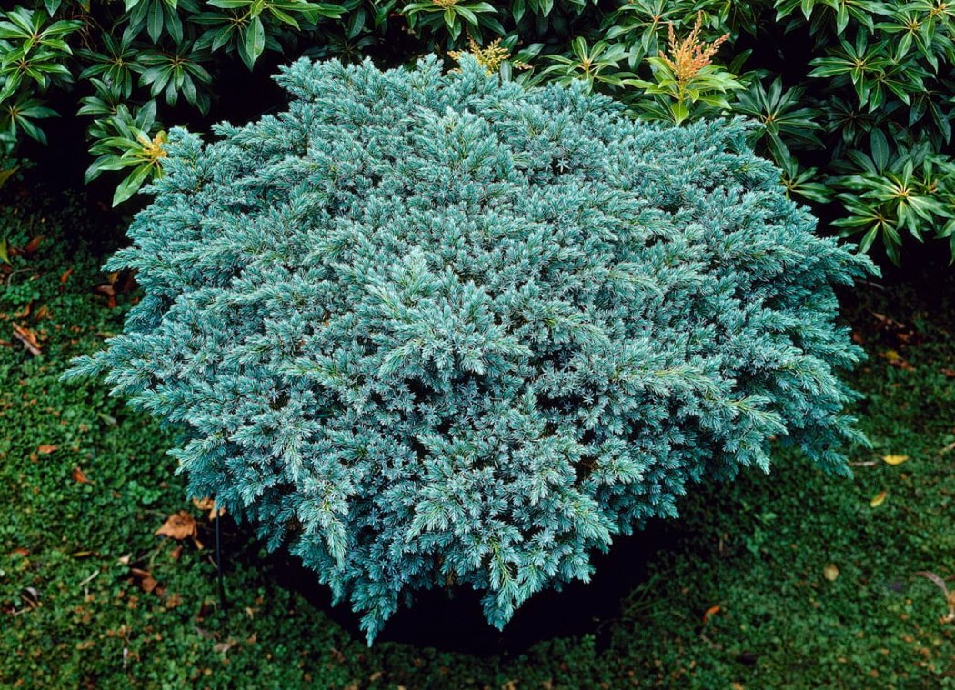 Juniperus squamata 'Blue Star' (Jalovec šupinatý)