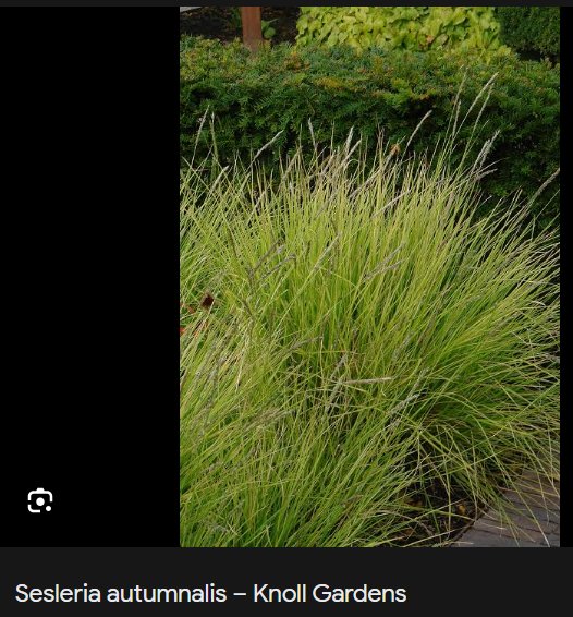 Sesleria autumnalis (Pěchava podzimní)