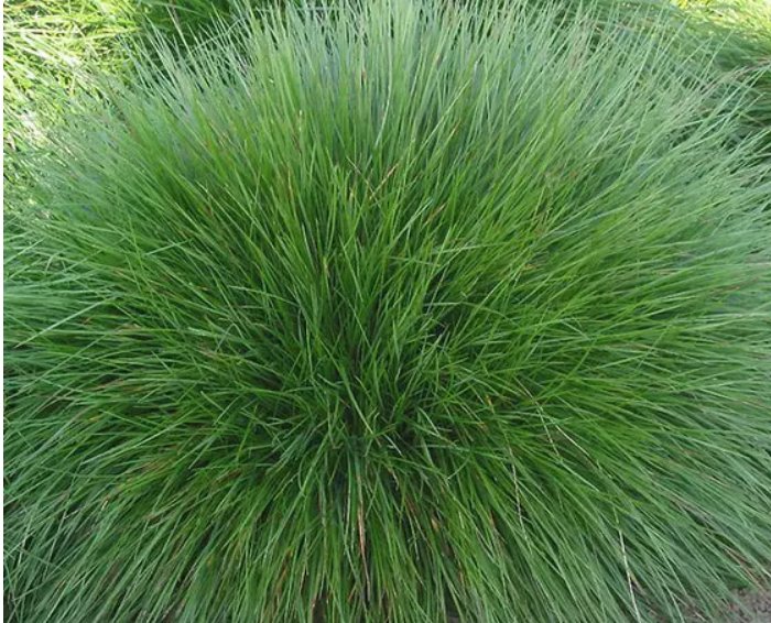 Festuca amethystina (Kostřava)