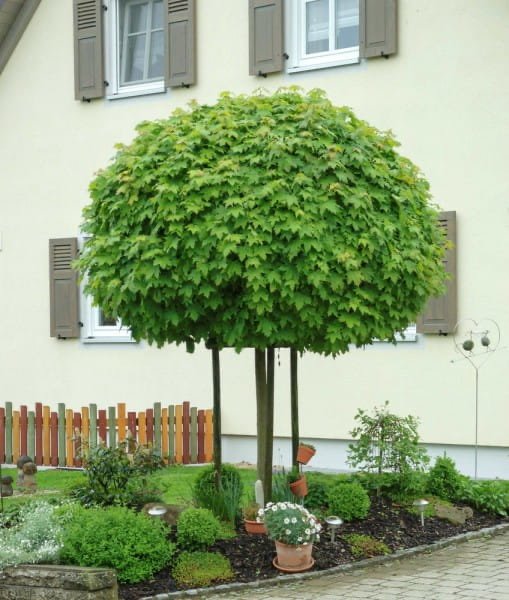 Acer platanoides globosum