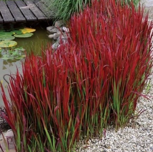 Válcový císař "Red Baron" (Imperata cylindrica)
